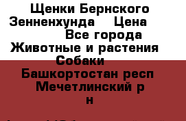 Щенки Бернского Зенненхунда  › Цена ­ 40 000 - Все города Животные и растения » Собаки   . Башкортостан респ.,Мечетлинский р-н